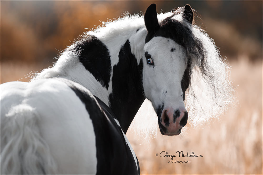 Amazing mare Galaxy, Tinker horse breed�